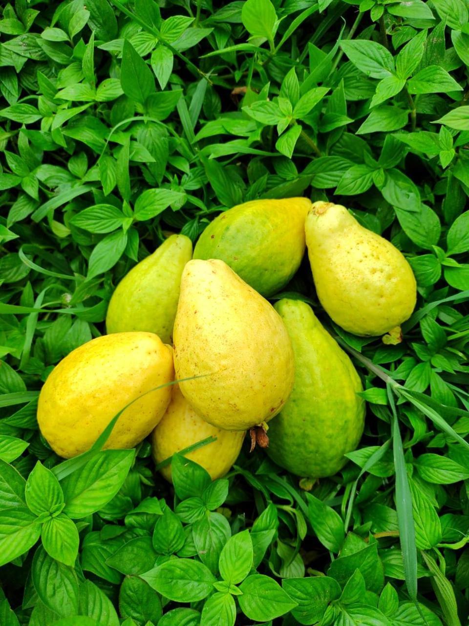 Cabana Wiwa Tayrona 洛斯纳兰霍斯 外观 照片
