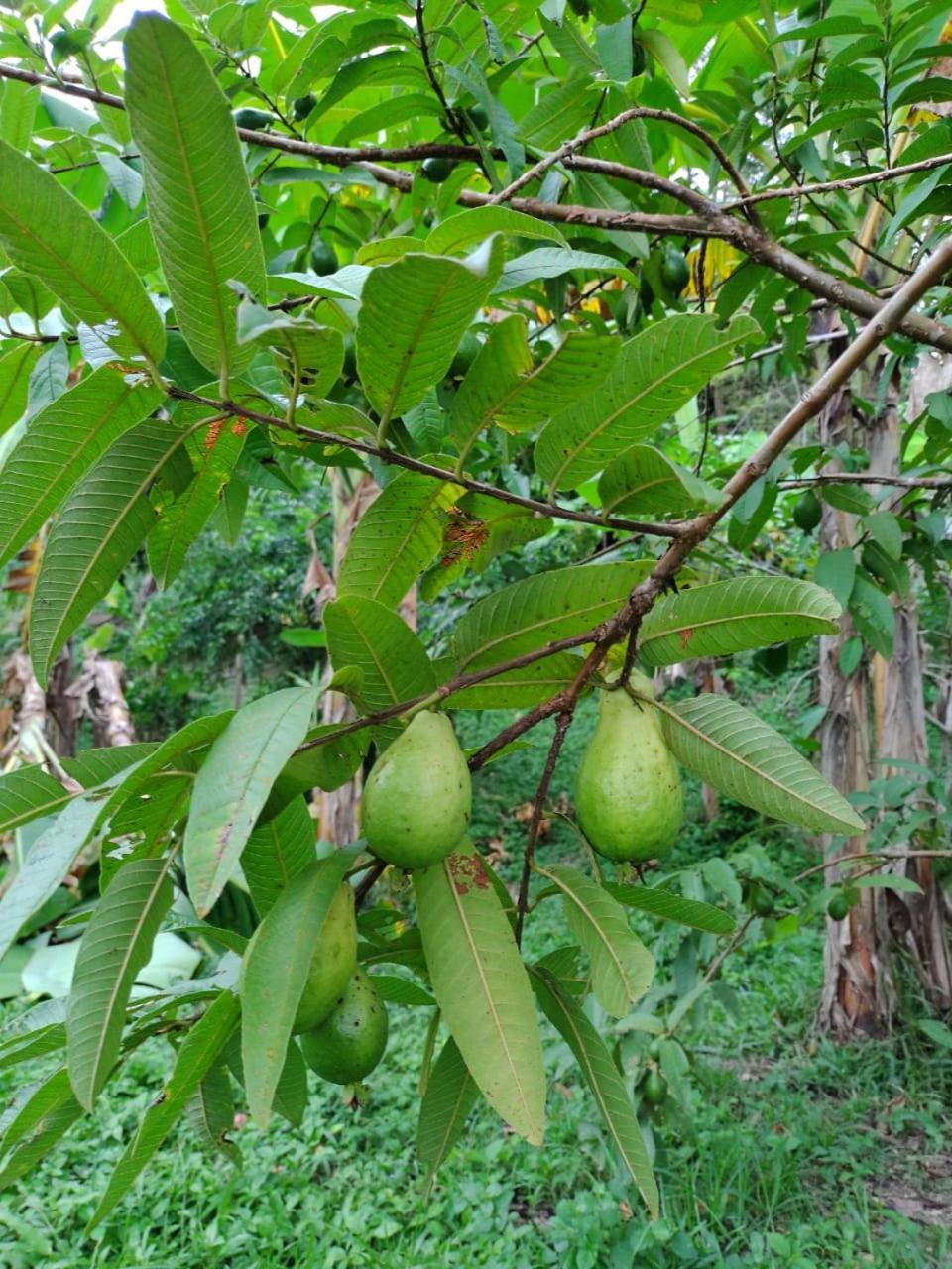 Cabana Wiwa Tayrona 洛斯纳兰霍斯 外观 照片