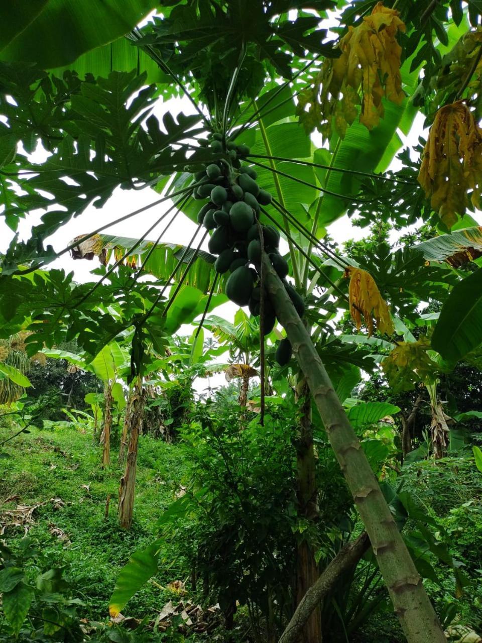 Cabana Wiwa Tayrona 洛斯纳兰霍斯 外观 照片