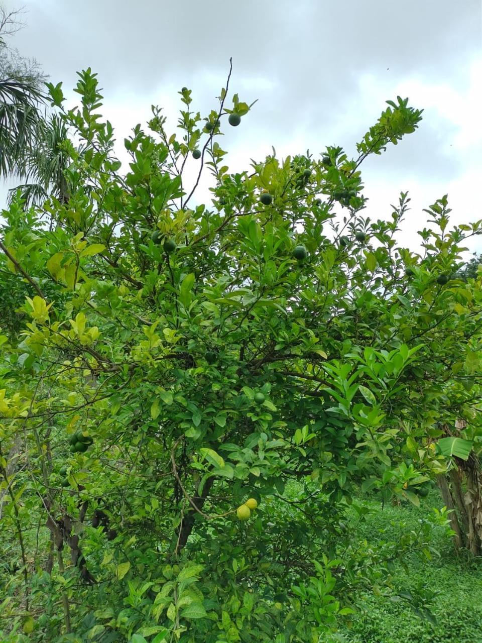 Cabana Wiwa Tayrona 洛斯纳兰霍斯 外观 照片