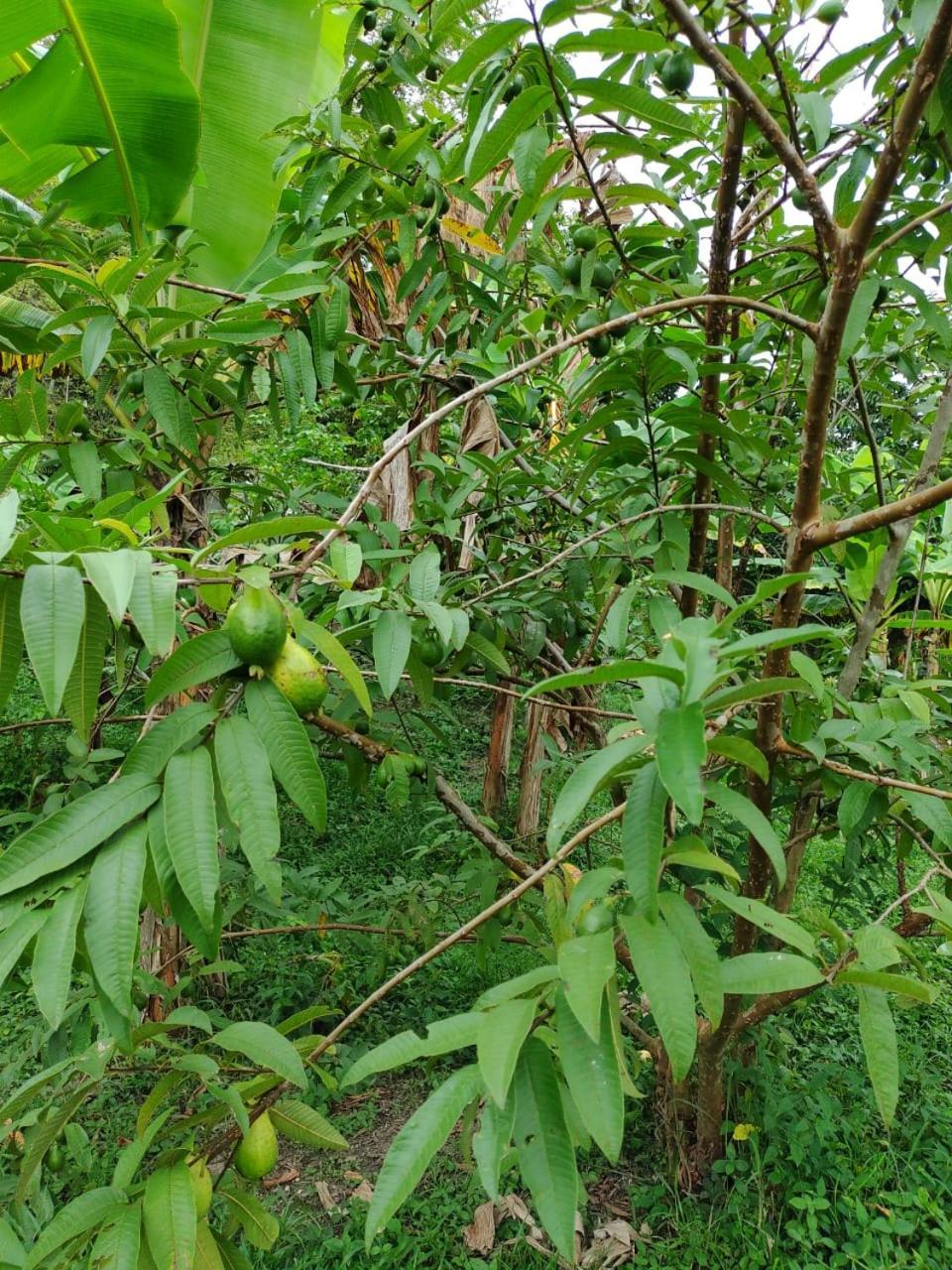 Cabana Wiwa Tayrona 洛斯纳兰霍斯 外观 照片
